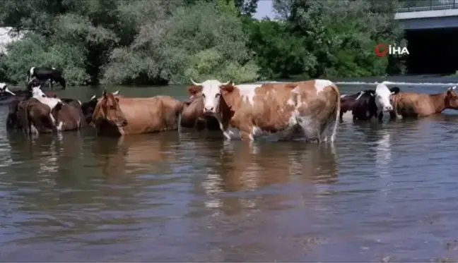 Çobanlar sıcaktan bunalan sürüleri Tunca Nehri'nde serinletiyor