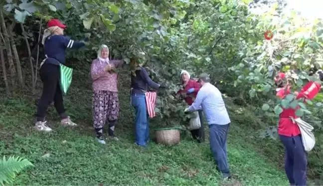 Ordu'da fındık hasadı başladı