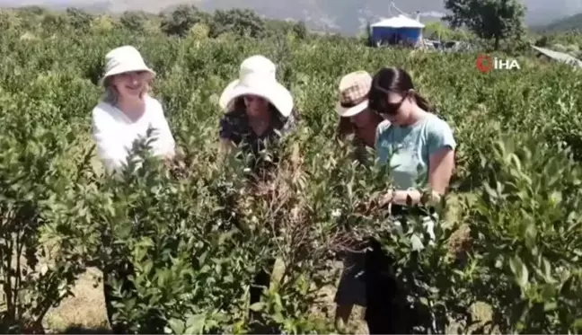 Romanyalı kızlar Türkiye'de yaban mersini hasadı yaptı