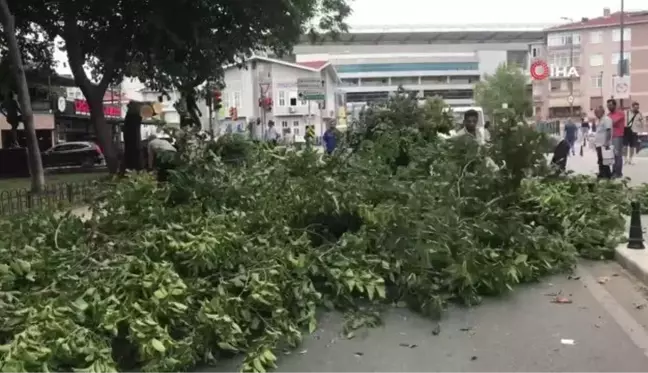 Kadıköy'de şiddetli rüzgar ağacı devirdi