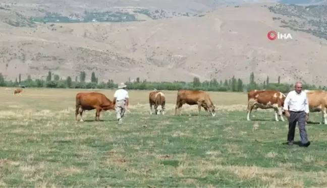 Besiciler Sıcaktan Etkilenen Büyükbaş Hayvanlarını Gölette Serinletiyor