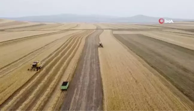 Kars'ta arpa hasadı başladı