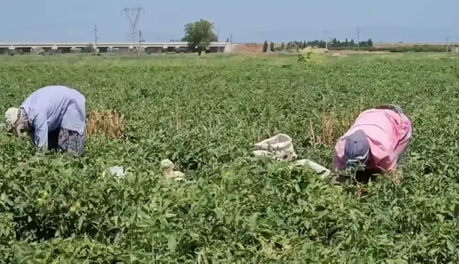 Bursa'da Çalışan Mevsimlik Tarım İşçisi, Barındıkları Koşullardan Yakındı: 