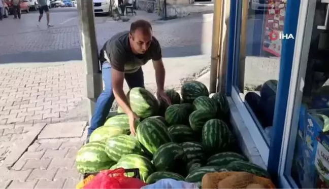 Tunceli'de Organik Karpuz Hasadı Başladı