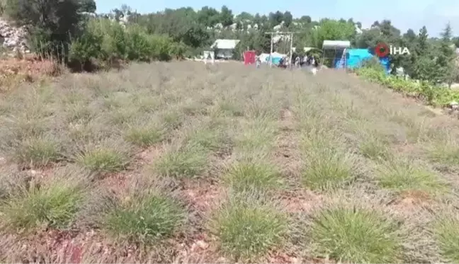 Mersin'de Girişimci Kadın İlçenin İlk Lavanta Bahçesini Kurdu