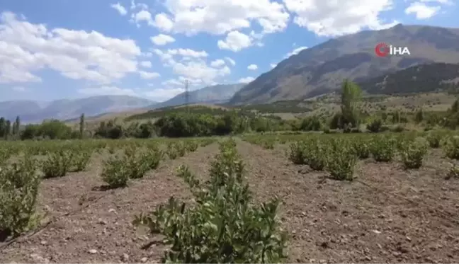 Erzincan'da Aronya Yetiştiriciliği Projesi