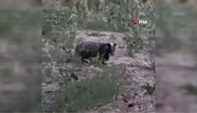 Muğla'da nesli tükenme tehlikesi altında olan porsuk görüntülendi