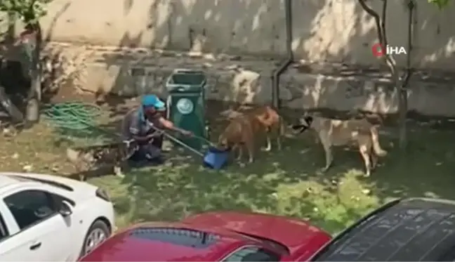 Manisa'da Belediye Temizlik Personeli Sokak Köpeklerine Su Verdi