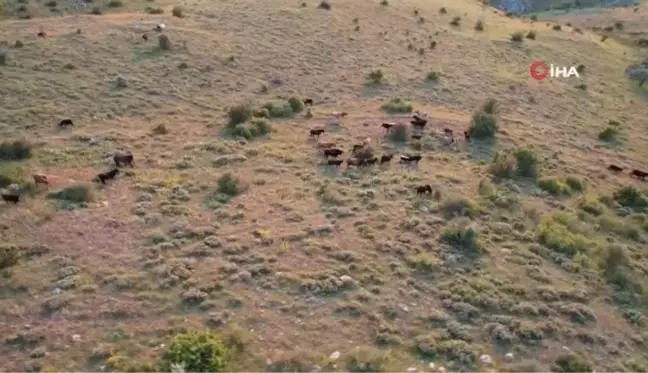 Başkentte Karadeniz'i aratmayan yayla: Kalecik Şeyh Mahmut Yaylası