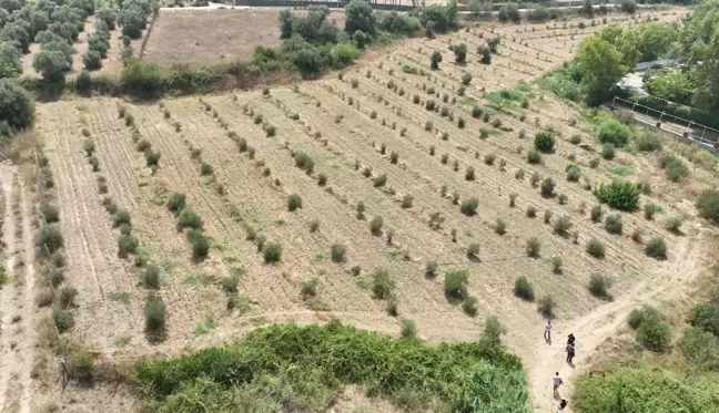 Buca Belediyesi Tıbbi Adaçayı İhraç Edecek