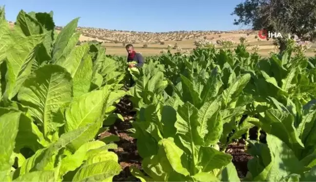 Mardin'de Kavurucu Sıcakta Tütün Mesaisi