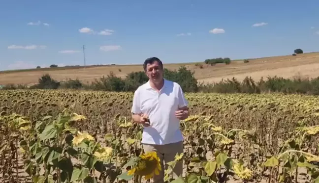 Trakya Birlik, ayçiçeği taban alım fiyatını açıklamadı