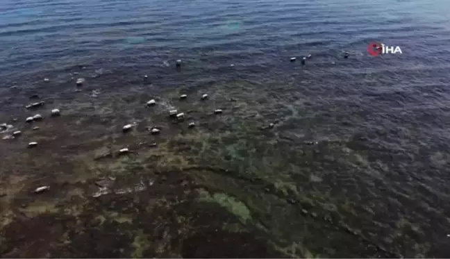 Van Gölü'nde sular çekildi, asırlık toplu mezar ortaya çıktı