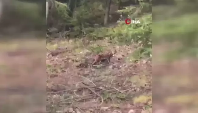 Nesli tükenme tehlikesinde olan vaşak ile karşılaştı, sohbeti gülümsetti