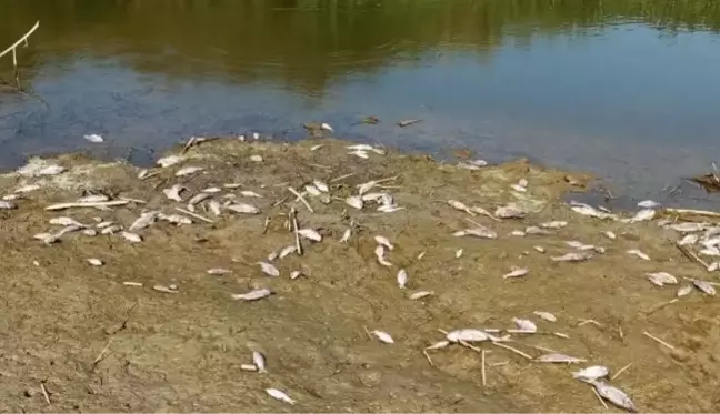 Büyük Menderes Nehri'nde Toplu Balık Ölümleri Yaşanıyor