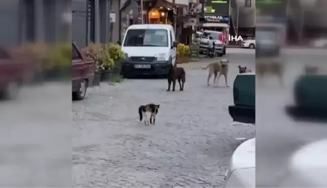 Cesur kedi boyundan büyük 3 köpeğe kafa tutup sokaktan geçirmedi