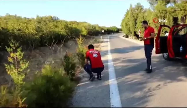 (MERSİN)Yangına giden itfaiye ekipleri karşılaştıkları tilkiyi simitle besledi