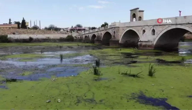 Tunca Nehri kirlilik nedeniyle yeşile büründü