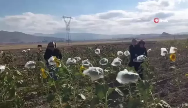 Kadın Üretim Kooperatifi'nin ilk ürünü olan ayçiçekleri toplandı