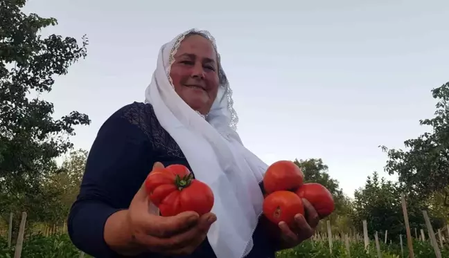 Safranbolu'da yerli ve coğrafi işaret tescilli maniye domatesinin hasadı başladı