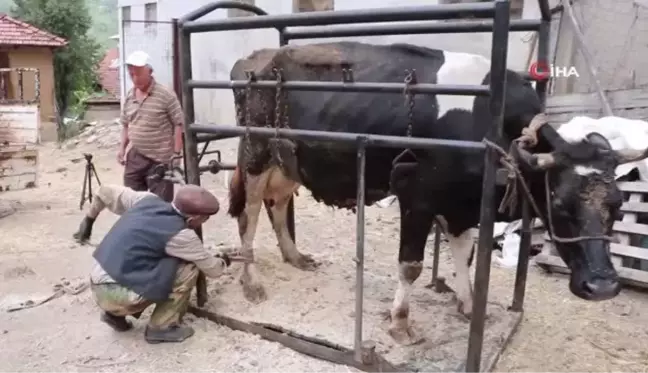 70 Yaşındaki Halil Oruç, İneklerin Tırnak Bakımını Yapıyor