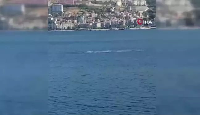 Gemlik Körfezi'nde Yunusların Şovu