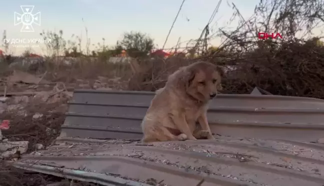 Ukrayna'da düşman saldırısına uğrayan köpek kurtarıldı