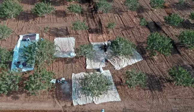 Şanlıurfa'da Yeşil Altın Hasadı Heyecanı