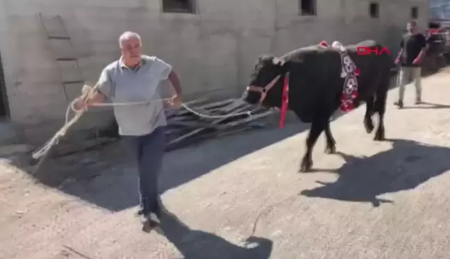 Yusufeli'de düzenlenen boğa güreşlerinde 'Karagöz' birinci oldu