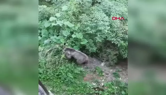 Mengen'de köye inen bozayı kameraya yansıdı