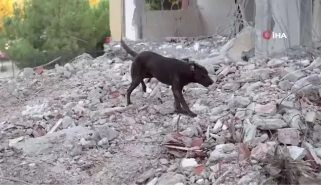 Kurtarma köpeği Ateş enkazda eğitimini sürdürüyor