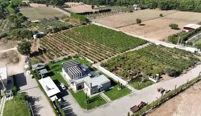 Buca Belediyesi Bağ Bozumuna Başladı