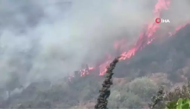 Aydın'ın Söke ilçesinde çıkan yangın kontrol altına alındı