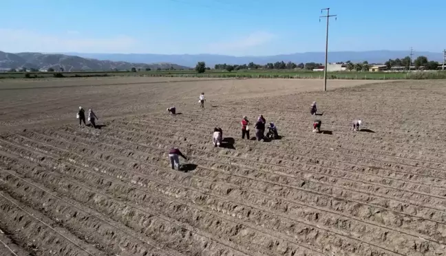 Efeler Belediyesi Tarımsal Üretimde Şevketibostanları Toprakla Buluşturdu