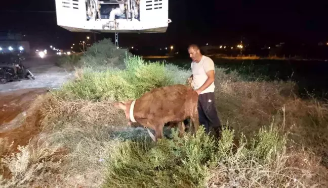 İskenderun'da Kuyuya Düşen Dana Kurtarıldı