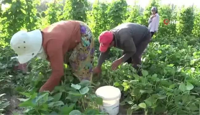 Gevaş Fasulyesi Coğrafi İşaret Tescili Aldı