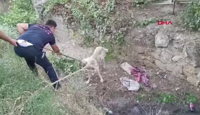 Turgutlu'da Dereye Düşen Sokak Köpeği Kurtarıldı