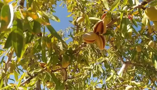 Sivas'ta yapılamaz denileni başardı, 10 yılın ardından hasada başladı