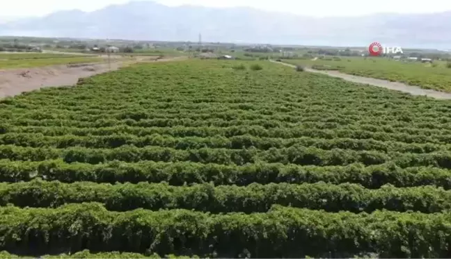 Elazığ'da 120 bin dönümde üzüm hasadı başladı