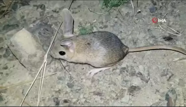 Erzincan'da Arap tavşanı karıştırıldı