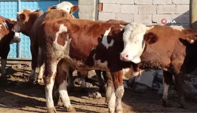 Ay-yıldız figürlü tosun sahibini mutlu ediyor