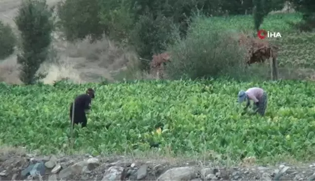 Bitlis'te Kultik Tütünü Hasat ve Kurutma Dönemi Başladı