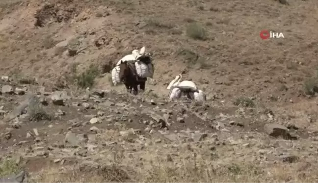 Şırnak'ta yaylalardan heliz otu toplanıyor