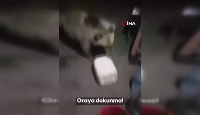 Bitlis'te Su Yönetimi Genel Müdürlüğü ekipleri boz ayılarla karşılaştı