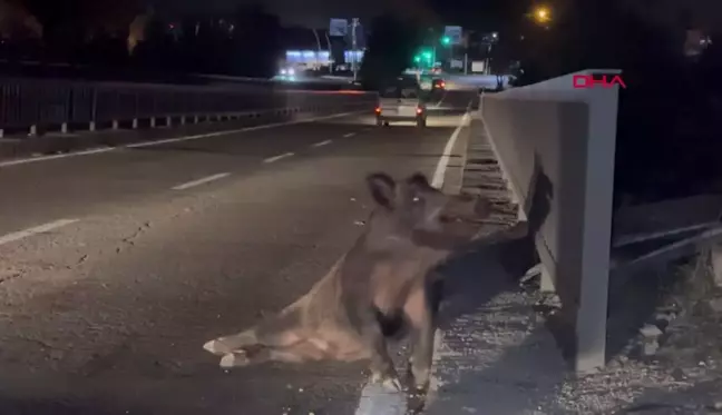 TUNCELİ'DE 2 OTOMOBİL YOLA İNEN SÜRÜYE DALDI, 2 DOMUZ ÖLDÜ