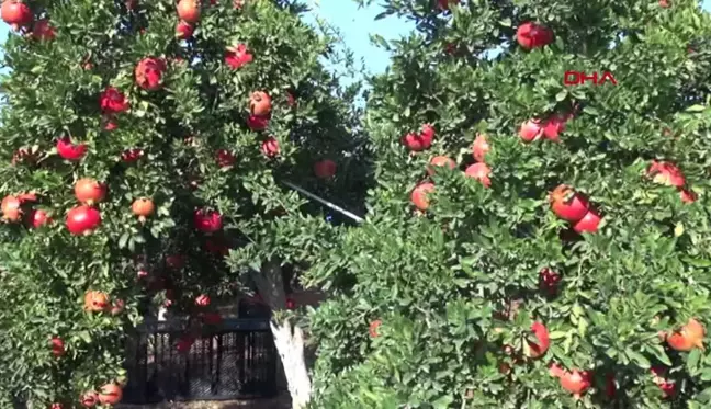 Kilis'te 10 Bin Dekarlık Nar Hasadı Başladı