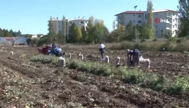 Mor Patatesin Hasadına Başlandı