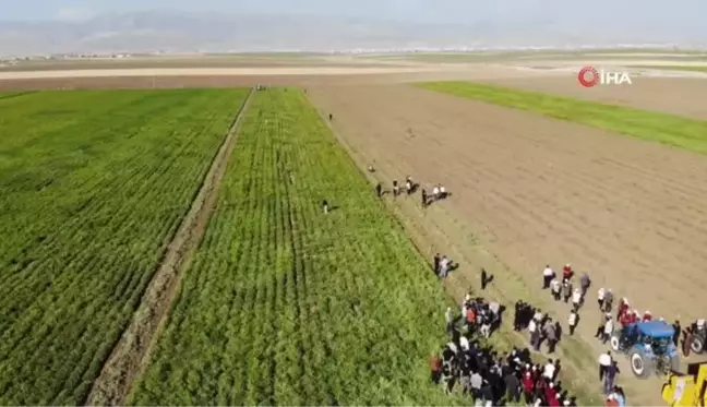 Vali Atay traktöre binerek yer fıstığı hasadı yaptı