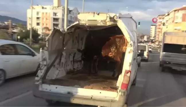 Enkazdan çıkardığı aracıyla boğasını taşıyınca, trafikte ilgi odağı oldu