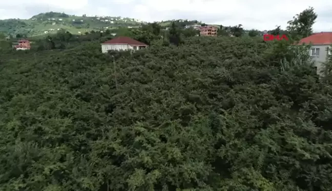 Trabzon'da Fındık Geliri Düşerken Turizm Geliri Arttı